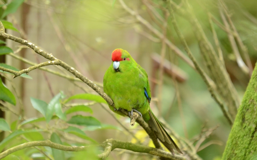 Kakariki rudočelý_foto2